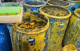 کشف و پلمپ واحد تولیدی نبات غیرمجاز در روستای لپهزنک + تصاویر