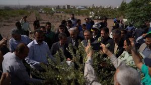 برگزاری آیین برداشت میوه زیتون در شهر قیامدشت + فیلم